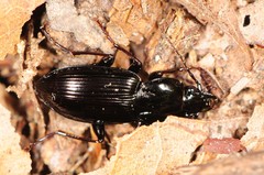 Pterostichus mutus