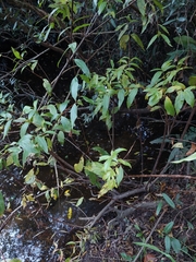 Cephalanthus glabratus