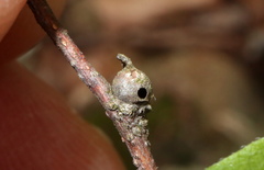 Pachypsylla celtidisgemma