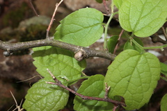 Pachypsylla celtidisgemma