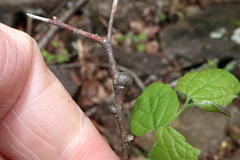 Pachypsylla celtidisgemma