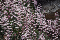 Heuchera elegans