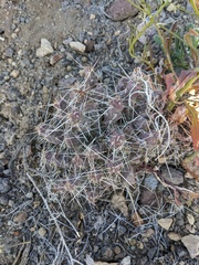 Micropuntia pulchella