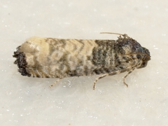 Epiblema obfuscana