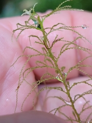 Lepidozia microphylla