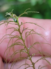 Lepidozia microphylla