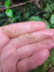 Lepidozia microphylla
