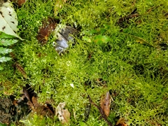 Lepidozia microphylla