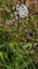 Teesdalia