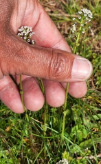 Teesdalia