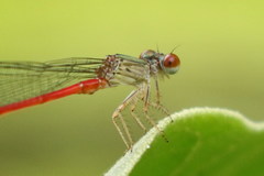 Telebasis digiticollis