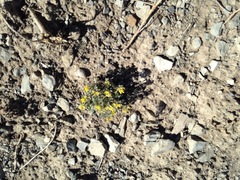 Physaria pulvinata