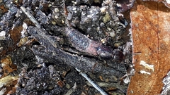 Platydracus cinnamopterus