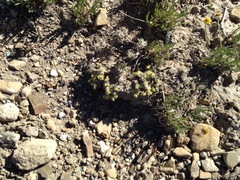 Physaria pulvinata