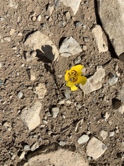 Calochortus aureus