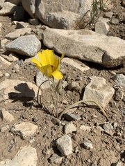 Calochortus aureus