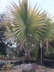 Trachycarpus