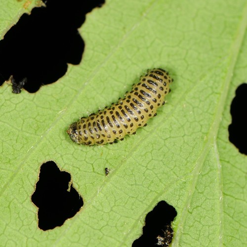 Viburnum Leaf Beetle, photo 3 of 10