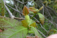 Macrodiplosis niveipila