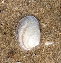 Katelysia rhytiphora