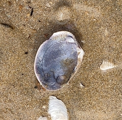 Katelysia rhytiphora