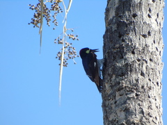 Melanerpes formicivorus angustifrons