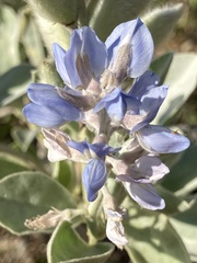 Lupinus cumulicola