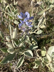 Lupinus cumulicola