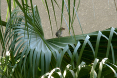 Passer domesticus niloticus