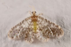 Nallachius pulchellus