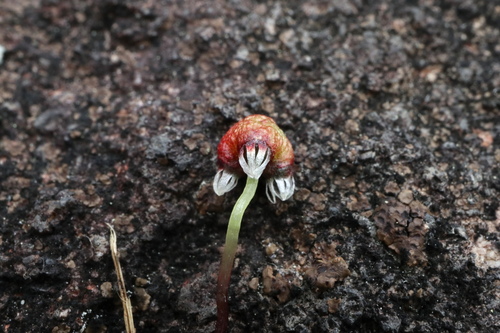 Image of Asterella tenella by (c) Jeff Clark, some rights reserved (CC BY)