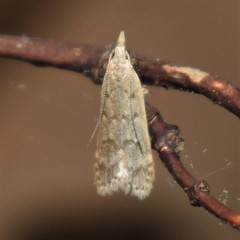 Dichomeris punctidiscellus