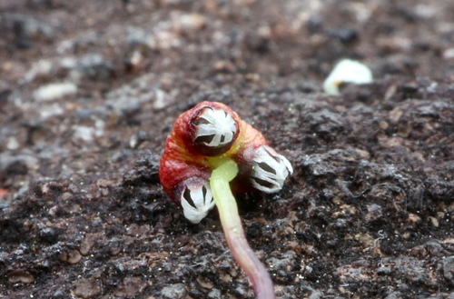 Image of Asterella tenella by (c) Jeff Clark, some rights reserved (CC BY)