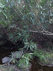 Pouteria salicifolia