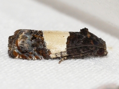 Epiblema tripartitana