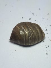 Cicadoidea