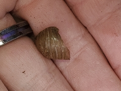 Cicadoidea