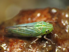Coelella distincta