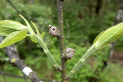 Pachypsylla celtidisgemma