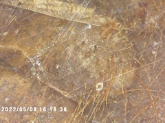 Cicadoidea