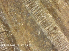 Cicadoidea