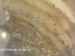 Cicadoidea