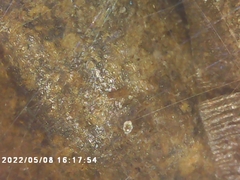 Cicadoidea