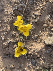 Calochortus aureus