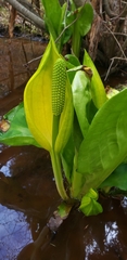 Lysichiton