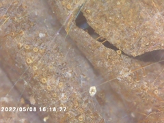 Cicadoidea