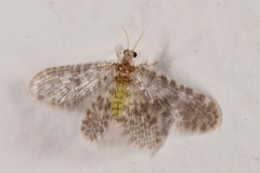 Nallachius pulchellus