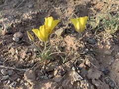 Calochortus aureus