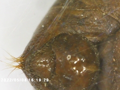 Cicadoidea