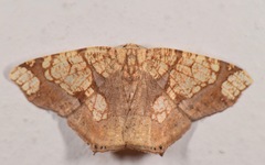 Nematocampa completa